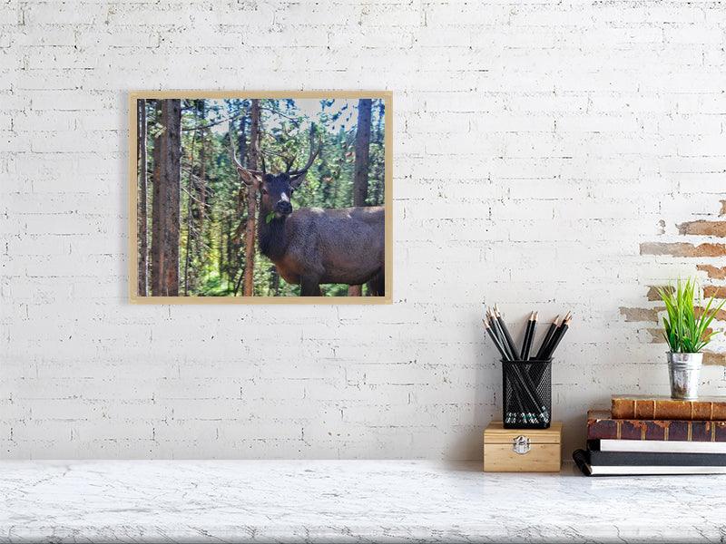 Derpy Deer - FunTakers
