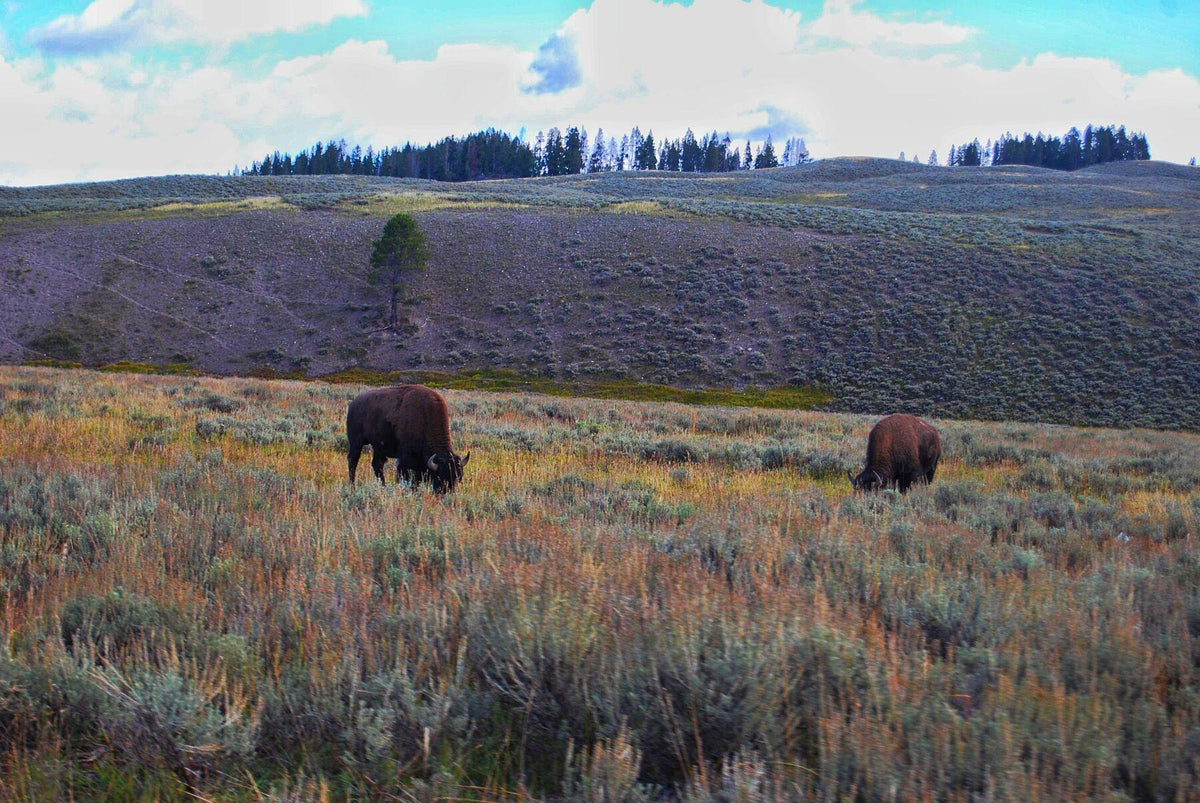 Grazing Bison - FunTakers