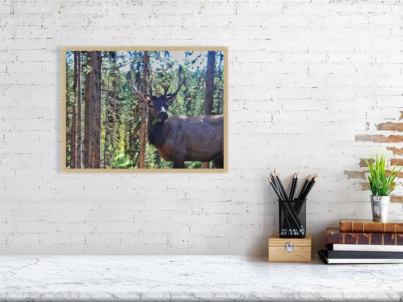 Derpy Deer - FunTakers