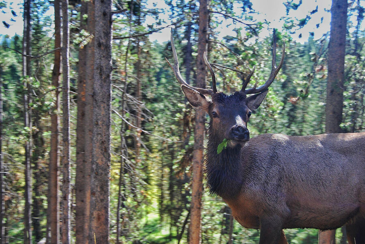 Derpy Deer - FunTakers