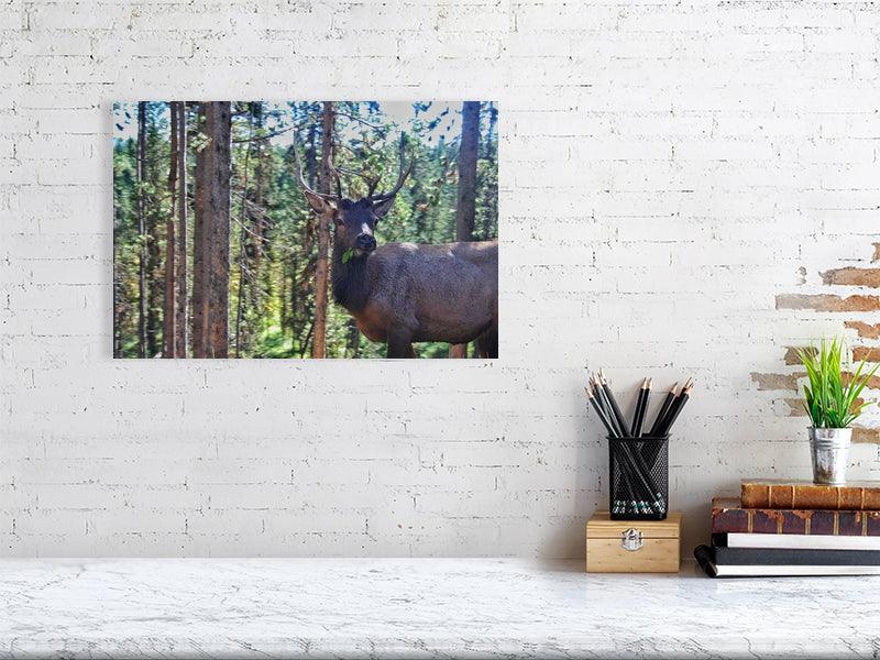 Derpy Deer - FunTakers